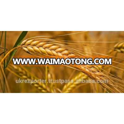 Best BARLEY from direct UKRAINE PRODUCER