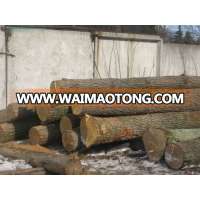 Fresh cut pine logs