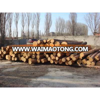 Fresh cut poplar logs from Ukraine