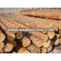 Fresh cut pine logs fromUkraine