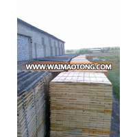 Poplar sawn timber